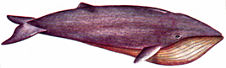 whale.jpg (5437 bytes)