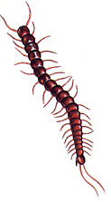 centipede.jpg (7184 bytes)