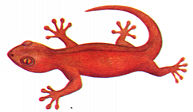 lizard.jpg (7187 bytes)