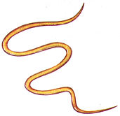 roundworm.jpg (6054 bytes)