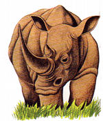 rhinoceros.jpg (11728 bytes)