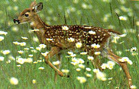 rusa.jpg (15158 bytes)
