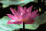 folkso1.gif (2165 bytes)