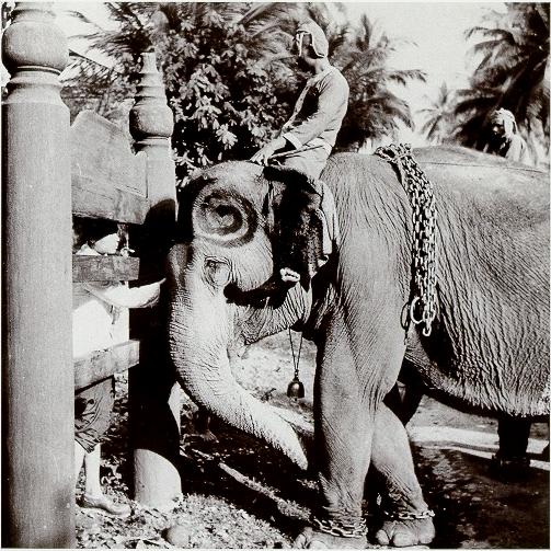 Sermon of elephants at Vat (temple) May (M.L.P. 1950) 