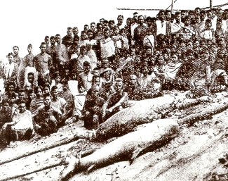 (Pavie, 1890, T6/135)