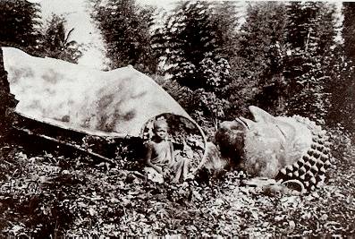p62a.jpg (41773 bytes)