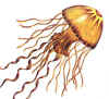 jellyfish.jpg (36397 bytes)