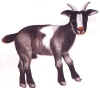 kambing.jpg (17643 bytes)