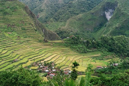 Heirloom Rice From The Philippines