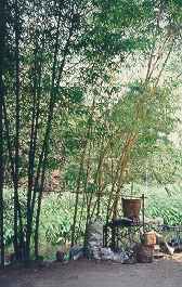 bamboo.jpg (12055 bytes)