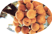 duku2.gif (8549 bytes)