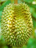 durian.jpg (7608 bytes)