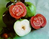 guava.jpg (6334 bytes)