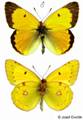 Colias myrmidone - Danube Clouded Yellow