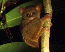 Tarsier_SulUt