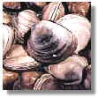 clams.jpg (3532 bytes)