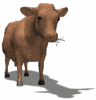 cow2.gif (7199 bytes)