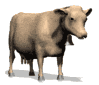 cow3.gif (10687 bytes)