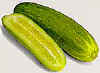 cucumber.jpg (4043 bytes)