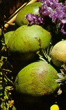 buko.jpg (9087 bytes)