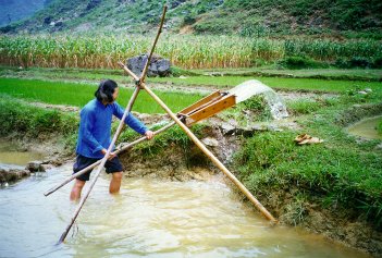 Waterbuffalo