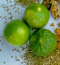 lime.jpg (11327 bytes)