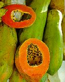 papaya.jpg (7120 bytes)