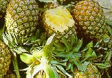 pineapple.jpg (9041 bytes)