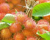rambutan.jpg (8870 bytes)