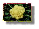 cauliflower.jpg (2721 bytes)