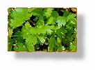 coriander.jpg (5341 bytes)