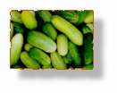 cucumber.jpg (2802 bytes)