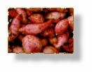 sweet_potato.jpg (3320 bytes)