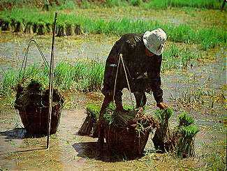 rice5.jpg (24888 bytes)