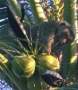 coconut.jpg (2613 bytes)