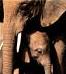 elephant.jpg (2376 bytes)