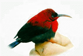 philippine.sunbird.gif (19468 bytes)