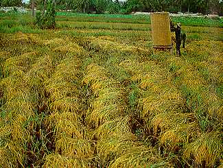 rice10.jpg (24939 bytes)