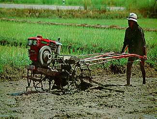 rice2.jpg (24955 bytes)