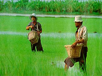 rice7.jpg (24380 bytes)