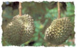 durian