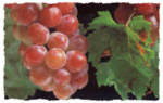 grapes