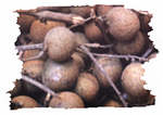 longan