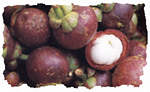 mangosteen