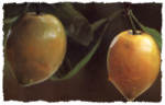 garcinia