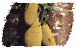jackfruit