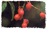 nephelium