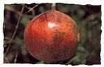 pomegranate