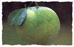 pomelo
