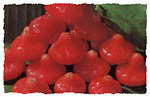 roseapple